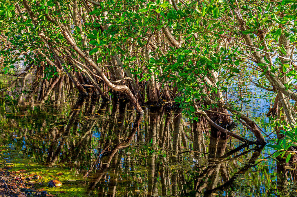 explorer les mangroves des Caraïbes