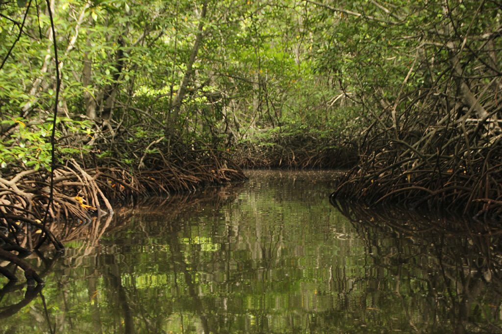 mangroves incontournables des Caraïbes